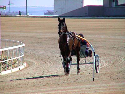 El Hipódromo Son Pardo reúne a aficionados a la competición hípica todos los años