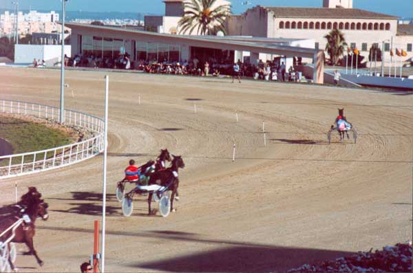 Las carreras de trotones...toda una tradicion en Mallorca